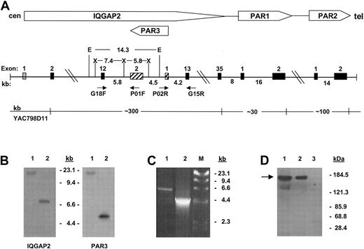 Fig. 1. Characterization of platelet IQGAP2. / (A) Schema of the IQGAP2/PAR gene cluster integrating consensus data from Celera18 and public databases19 with those generated by PCR, restriction analysis, and sequence analysis. Approximate distances in kilobases are outlined, as are selected restriction enzymes used for genomic mapping (E indicatesEcoRI; X, XbaI). Exons are depicted as solid boxes, except for IQGAP2 exon 1 (fine stipples), which has not been identified within either database, and PAR3 exons (cross-hatches) (cen, centromere; tel, telomere). (B) Southern blot analysis using 100 ng YAC798D11 DNA and an IQGAP2 exon 12-specific probe or the PAR3 cDNA as probe. Lane 1 isEcoRI-digested, and lane 2 is XbaI-digested. Note that PAR3 exon 2 and IQGAP2 exon 12 are contained within the identical EcoRI fragment. (C) PCR using 100 ng cosmid 3-2 DNA and primer pair G18F/P01F (lane 1) or P02R/G15R (lane 2). DNA sequence analysis confirmed the identity of the PCR fragments. Fragment sizes corresponding to HindIII-digested bacteriophage λ DNA are shown in panels B and C. (D) Platelet immunoprecipitations were completed using 1 × 108RIPA-solubilized gel-filtered platelets (GFP), and anti-IQGAP2 monoclonal antibody (mAb) (lane 2) or preimmune mouse IgG (lane 3), followed by immunoblot analysis using the IQGAP2-specific mAb (arrow). The corresponding SDS-solubilized GFP lysate is shown in lane 1.