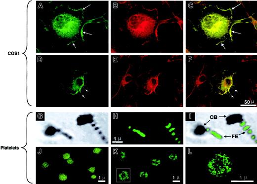 Fig. 2. IQGAP2 cellular localization. / (A-F) COS1 cells transfected with the IQGAP2 cDNA were fixed and permeabilized, followed by confocal microscopic detection of F-actin (B,E) or IQGAP2 (A,D). The overlay images (C,F) demonstrate colocalization (yellow) readily observed in the lamellipodia (A,C arrows) or filopodia (D,F arrows). Note that the IQGAP2/actin colocalization pattern reflects that expected for rac1/cdc42-mediated filopodial/lamellipodial structures. (G-I) Platelets activated by cytocentrifugation onto glass slides were stained with the anti-IQGAP2 mAb (H), with the corresponding phase-contrast image displayed in panel G and the phase/overlay image in panel I. Note that IQGAP2 expression is essentially restricted to platelet filopodial extensions (FE), to the exclusion of the platelet contractile bodies (CB). (J-L) Unactivated platelets (J) or thrombin-activated platelets (K,L) were stained with anti-IQGAP2 mAb after fixation and permeabilization. Note the redistribution of IQGAP2 within the platelet cytoskeleton in thrombin-stimulated platelets (panel L is a higher magnification of the boxed platelet in panel K); identical results were seen using PAR142-47-stimulated platelets (not shown). Scale bars for corresponding COS1 or platelet immunofluorescence staining are shown.
