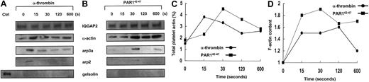 Fig. 3. Thrombin receptor-dependent assembly of the IQGAP2/arp2/3-actin scaffold. / (A-B) PRP (5 × 107 platelets/lane corresponding to 100 μg) supplemented with 3 mM GPRP (thrombin activation only) were stimulated with 10 nM α-thrombin (1 U/mL) (A) or 20 μM PAR142-47 (B) for indicated time points, and total soluble lysates were immunoprecipitated with the anti-IQGAP2 mAb, followed by immunoblot detection for IQGAP2, arp3a, arp2, actin, and gelsolin. Note the immediate and specific assembly of arp2/3 and actin without any evidence for gelsolin involvement (for PAR1,42-47 arp2 was maximally detected at 30 seconds with low-level detection at 120 and 600 seconds). Ctrl indicates 5 μg SDS-solubilized platelet lysate control. Comparable results were seen using GFP solubilized in HBMT/1% Triton-X (not shown). (C) Percentage of platelet actin immunoprecipitated at individual time points was determined by densitometric comparison to 5 μg SDS-solubilized platelets. (D) F-actin content was monitored as described in “Materials and methods.” Results represent one complete set of experiments duplicated on 2 occasions.