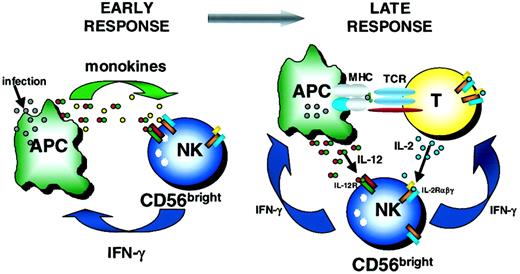 Fig. 5. Schema of early and late immunoregulatory functions of the CD56bright NK cell subset. / Early during the innate immune response, CD56bright NK cells are costimulated with monokines (eg, IL-12 plus IL-18, IL-15, IL-1β) to produce IFN-γ. Later, CD56bright NK cells may use T cell–derived IL-2 and APC-derived IL-12 to synergistically induce IFN-γ, which may then influence the developing adaptive immune response. TCR indicates T-cell receptor.