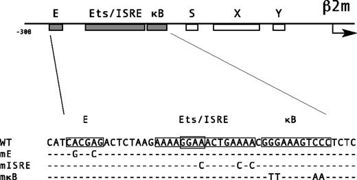 Fig. 1. Promoter structure of human β2m. / Schematic representation of the promoter of β2m, depicting the position and order of the E box, ISRE, and κB site. Underneath, the nucleotide sequence of the upstream region of β2m containing the 3 boxes is shown, indicating the mutations in the putative E box, Ets/ISRE, and κB site that are introduced for the mutant promoter constructs. Human β2m promoter region accession numberAF092744.