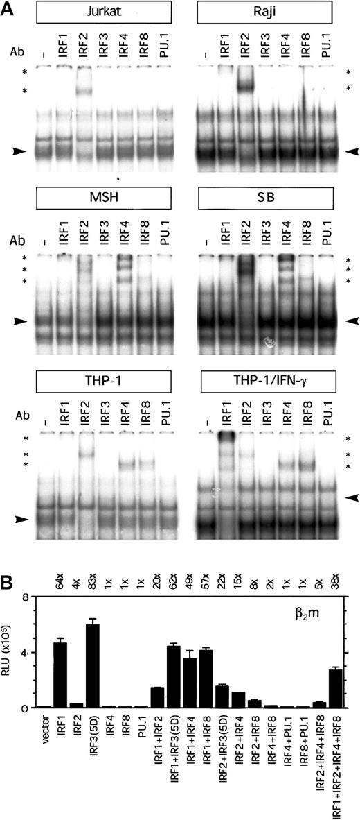 Fig. 5. Transcription factor binding and transactivation capacity of the ISRE of β2m. / (A) EMSA showing binding of complexes to the ISRE of β2m. Using specific Abs, the complex binding to the ISRE was shown to contain in IRF2, and little IRF1, in Jurkat T and Raji B cells. In the B cells MSH and SB there was, in addition, a strong presence of IRF4 and a weak presence of IRF8. IRF4 and IRF8 were also found in THP-1 cells, whereas in THP-1 cells induced with IFN-γ, there was an additional strong presence of IRF1. Arrowheads indicate the complex containing IRF factors; *, supershifted complex(es). (B) Transient transfection of the β2m reporter construct with IRF1, IRF2, IRF3(5D), IRF4, IRF8, and PU.1 expression vectors (1 μg) in Tera-2 cells, as indicated. IRF1 or IRF3(5D) could barely transactivate the ISRE-mutated reporter construct in Tera-2 cells (3-fold by IRF1 and 2-fold by IRF3(5D); data not shown). The luciferase activity values were normalized with the Renilla luciferase activity values and are expressed as mean ± SD of 4 samples. The induction ratios are indicated above the histogram. RLU indicates relative light units.