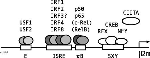 Fig. 6. Lymphoid/myeloid-specific binding of transcription factors to the E box, ISRE, and κB site of β2m. / Schematic representation of the β2m promoter and transcription factors binding to the 3 adjacent regulatory sites in the promoter region upstream of the SXY regulatory module. The E box is bound by ubiquitous factors USF1 and USF2. The ISRE is a binding site for IRF1 and IRF2 and the lymphoid/myeloid factors IRF4 and IRF8. Because IRF3 is also a potent transactivator of β2m, also IRF3 is likely to bind the ISRE. The κB site is bound by the NF-κB subunits p50 and p65, and in B cells also marginally by c-Rel and RelB.
