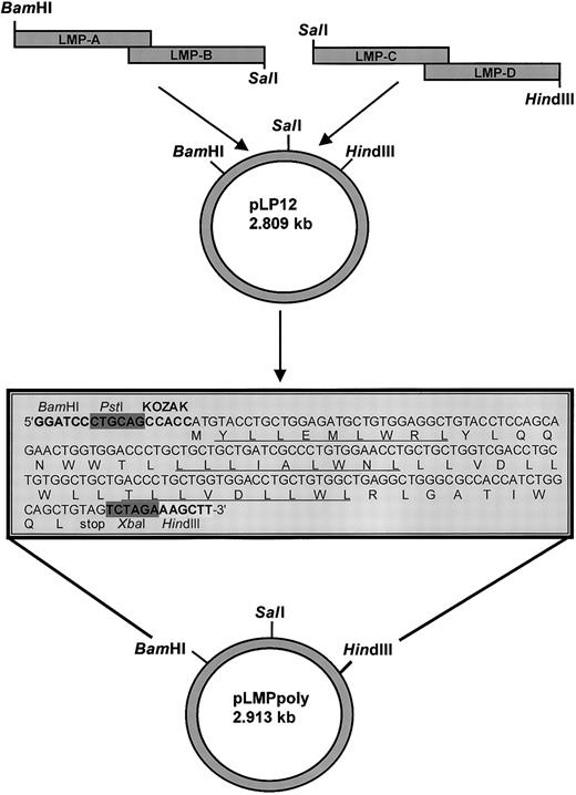 Fig. 1. Schematic description of the construction of a recombinant vaccinia virus that expresses a synthetic DNA encoding for a polyepitope protein that contains 6 HLA A2–restricted LMP1 epitopes. / See the box in this figure and Table 1 for details about the LMP1 epitopes. Each of the alternate epitope sequences is underlined. The DNA sequence encoding this polyepitope protein was constructed using epitope sequence–specific primers (referred to as LMP-A, LMP-B, LMP-C, and LMP-D) and a technique based on mutual priming and overlap extension as described in “Materials and methods.” The nucleic acid sequence of the fragment coded (from the 5′ end)BamHI and PstI restriction sites, a Kozak sequence, a methionine start codon, 6 contiguous minimal LMP1 CTL epitopes, a stop codon, and XbaI and HindIII restriction sites at the 3′ end. This DNA insert was subcloned behind the vaccinia p7.5 promoter in the plasmid shuttle vector pTK-7.5A using specific restriction enzymes for the construction of recombinant vaccinia virus.