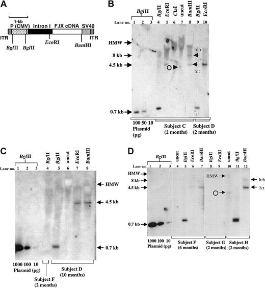 Fig. 2. Southern blot analysis of gDNA isolated from injected human skeletal muscle tissue. / (A) Diagram of AAV vector containing the CMV IE enhancer/promoter, P (CMV), exon 1 and a 1.4-kb portion of intron 1 the human F.IX (F9) gene (intron I), exons 2-8 of the human F.IX cDNA (F.IX cDNA) including 0.2-kb of the 3′-untranslated region, and the SV40 polyadenylation signal (SV40). The expression cassette is flanked by AAV-2 ITRs. (B-D) Total gDNA was isolated from biopsied muscle tissue and restricted with BglII to release a vector-specific 0.7-kb fragment (CMV IE enhancer/promoter), or restricted with EcoRI, which cuts once in the middle of the vector resulting in a 4.5-kb fragment (unit length of the vector) for vector sequences present as concatemers or monomeric circles. Alternatively, gDNA was restricted with ClaI (which does not cut in the vector genome) or with BamHI, which cuts once within the vector and thus allowing a distinction between head-to-tail (4.5-kb) and head-to-head/tail-to-tail (8-kb and 1-kb, respectively) concatemeric arrangement. Plasmid standards (10-1000 pg/lane) encoding the AAV vector genome were cut with BglII for estimation of gene copy number. gDNA (15 μg, restricted or undigested) and pDNA were separated on 1% agarose gels, Southern blotted onto a nylon membrane, and probed with a 32P-random prime-labeled 0.7-kb BglII fragment representing the CMV enhancer/promoter. Sizes of bands were estimated by comparison with a size marker (1-kb ladder; Gibco BRL). Indicated are high-molecular-weight (HMW), putative head-to-head (h:h) and head-to-tail (h:t) fragments (note that a tail-to-tail fragment is not recognized by the probe) and circular monomeric forms (°). Southern blot analyses are shown for muscle biopsy of subjects C and D (panel B, 2 months after vector administration), subjects D and F (panel C, 10 and 2 months after vector administration, respectively), and subjects F, G, and H (panel D, 6, 2, and 2 months after vector administration, respectively).