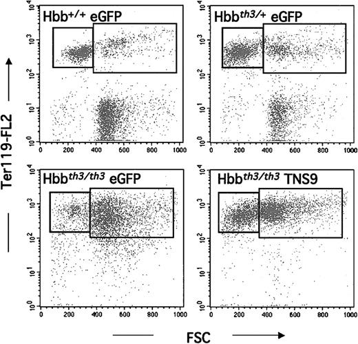 Fig. 7. FACS analysis of splenic erythroid populations in long-term chimeras. / Y-axis: Ter-119 expression (BD PharMingen); X-axis: cell size (forward scatter). The left box corresponds to the smaller, more mature fraction of erythroid cells. Ter119+ cells represented, respectively, 47% ± 10% and 79% ± 18% of all spleen cells in eGFP-Hbb+/+ (n = 5) and eGFP-Hbbth3/+ (n = 5) chimeras. In recipients of eGFP-transduced Hbbth3/th3(n = 4), erythroid cells represented 93% ± 2% of splenocytes, and in TNS9-transduced Hbbth3/th3, 93% ± 5% (n = 4).