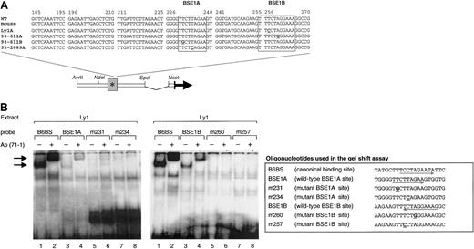 Fig. 3. In vitro binding of BCL6 to the BSE1 motifs. / (A) Sequence of the BCL6 exon 1 region in which the 4 deregulating mutations (in bold, underlined) were mapped. The corresponding murine sequence is also aligned to show the complete sequence identity between the 2 species. Boxed areas represent the 2 BCL6 binding motifs (BSE1A and BSE1B). Nonderegulating mutations are shown in gray. (B) BCL6 deregulating mutations abolish binding of BCL6 to its exon 1 sequences in vitro. EMSA was performed on Ly1 nuclear extracts using as probes the indicated oligonucleotides. The B6BS probe containing the BCL6 canonical binding site was used as a control.8 Arrows point to BCL6-containing complexes. Supershift analysis was performed using an anti-BCL6 (N71-1) antiserum that recognizes the N-terminus of the BCL6 protein.