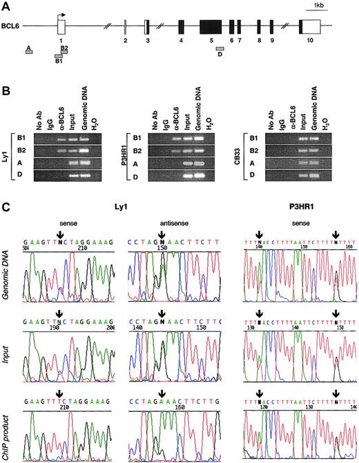 Fig. 4. BCL6 binds to its exon 1 sequence in vivo (ChIP assay), and the binding is abrogated by BCL6 deregulating mutations. / (A) Schematic representation of the human BCL6 locus; the 4 genomic fragments amplified for analysis are approximately positioned below the map (B1 and B2, test region; A and D, control regions). (B) Ethidium bromide–stained agarose gels of PCR products A to D obtained from 2 BCL6-expressing cell lines (Ly1 and P3HR1) and a control line that lacks BCL6 expression (CB33). After formaldehyde cross-linking, chromatin was immunoprecipitated using the anti-BCL6 antibody N3 or an irrelevant antibody (IgG) as control, and PCR reactions were performed on ChIP products, total chromatin before immunoprecipitation (input), and genomic DNA as a positive control for PCR. One sample was also processed with no antibody to serve as a negative control. (C) BCL6 binds to the wild-type allele but not to the mutated allele in the Ly1 cell line. Direct sequencing of PCR products obtained from genomic DNA, total input, and immunoprecipitated chromatin (ChIP) in the Ly1 cell line and in P3HR1 as a control. Arrows indicate the position of the mutations (Ly1, 257T>C; P3HR1, 380T>A and 397T>G).