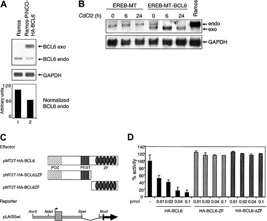 Fig. 5. The BCL6 promoter is a target for BCL6-mediated transcriptional repression. / (A) Negative regulation of endogenous BCL6 by constitutive expression of exogenous BCL6 in Ramos cells. Northern blot analysis of endogenous (endo) and exogenous (exo) BCL6 expression in Ramos cells and in Ramos clones transduced with the PINCO-HA-BCL6 retroviral vector. The signal intensity ratio between endogenous BCL6 and GAPDH, quantitated by PhosphorImager analysis, is shown in the lower panel. (B) CdCl2-induced down-regulation of endogenous BCL6 gene expression in EREB cells stably transfected with an inducible BCL6 gene. Northern blot analysis of EREB cells transfected with MT (EREB-MT) or MT-BCL6 (EREB-MT-BCL6) plasmids. Cells were treated with CdCl2 as described in “Materials and methods” and were collected at the indicated intervals. The Ramos cell line was included as a control for size of the endogenous BCL6 transcripts. Filters were sequentially hybridized with a radiolabeled BCL6 cDNA probe and with GAPDH to control for amount of RNA loading. (C) Schematic representation of the plasmids used in transient cotransfection experiments. POZ indicates protein–protein interaction domain; and ZF, zinc finger DNA-binding domain. (D) The reporter construct indicated in panel C was transfected alone or in the presence of increasing amounts of various BCL6-expressing plasmids into 293T cells. Luciferase activities measured 48 hours after transfection revealed a strong and dose-dependent repression of the reporter gene when cotransfected with the wild-type BCL6-expressing plasmid (solid bars), but not with 2 deletion mutants that lack the DNA-binding (ΔZF) or the transrepression domain (ZF) (hatched bars). All experiments were performed in duplicate, and standard deviations are indicated.