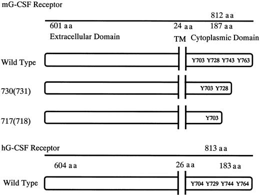 Fig. 1. Schematic diagrams for the structure of murine G-CSFR, its mutants, and human G-CSFR. / Murine and human G-CSFR proteins are 72.5% homologous at the nucleotide level and 62.5% homologous at the amino acid level. TM indicates transmembrane domain; Y, tyrosine residues; and aa, amino acid.