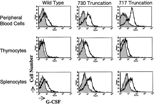 Fig. 2. Expression of G-CSFR on mononuclear cells derived from Tg mice. / Mononuclear cells from peripheral blood, thymocytes, and splenocytes of Tg mice carrying wild-type and mutant G-CSFR with a truncation of 730 or 717 amino acids were incubated with phycoerythrin-conjugated hG-CSF and analyzed by flow cytometry.