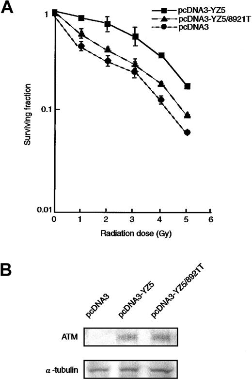 Fig. 2. Radiosensitivity of AT fibroblast cell transfectants. / (A) Radiosensitivity of GM05849C cells transfected with pcDNA3-YZ5 and pcDNA3-YZ5/8921T was determined by clonogenic assay. Cells were exposed to 0, 1, 2, 3, 4, or 5 Gy X-IR and then cultured for 10 days prior to fixation, staining, and assessment of colony formation. The assay was performed in triplicate; mean colony numbers relative to unirradiated controls were plotted and the SE was shown as an error bar.(B) Expression of ATM protein was equivalent between GM05849C cells transfected with pcDNA3-YZ5 and pcDNA3-YZ5/8921T. Western blot analysis was performed with anti-ATM antibody. α-Tubulin was used as a control for protein loading.