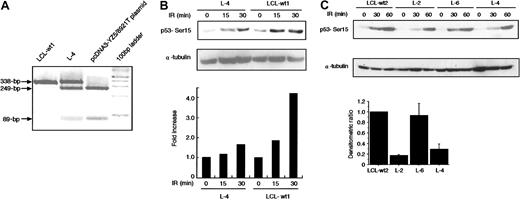 Fig. 5. Reduction of X-IR–induced phosphorylation of p53 in L-4. / (A) PCR products of exon 64 (338 bp) from L-4, LCL-wt1, and pcDNA3-YZ5/8921T plasmid were digested with AlwNI. The 249-bp and 89-bp fragments are expected in the 8921C>T mutation, but not in the wild-type sequence. (B-C) Cells were harvested at various minute intervals after 5-Gy X-IR and analyzed by Western blotting with anti-p53–Ser15 phosphospecific antibody. α-Tubulin was used as a control for protein loading. Levels of phosphorylated p53–Ser15 as detected by Western blotting were quantified by scanning densitometry and were corrected for α-tubulin content, and standardized to those of LCL-wt1 (= 1) (B) and LCL-wt2 (C). Data were expressed as the mean (± SE) of 2 independent experiments (bottom graph in C). In panel C, the histogram is shown only for the data at 30 minutes because the data at 60 minutes were less informative due to the activity of ATR.