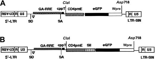 Fig. 1. Schematic representation of the gene transfer vectors. / Lentiviral vectors LvCD4 (A) and LvCD4-Sil (B). SD indicates splice donor; SA, splice acceptor; ψ, packaging signal; GA-RRE, truncated gag sequence with therev-responsive element; cppT (central polypurine tract of HIV); CD4pmE, human CD4 minimal promoter/murine enhancer cassette (590 bp); Sil, human CD4 silencer (484 bp); Wpre, posttranscriptionalcis-acting regulatory element of the woodchuck hepatitis virus (587 bp); LTR-SIN, self-inactivating 3′ LTR (deleted of 400 bp in the U3 region). Enzymatic sites used for cloning the minimal promoter are indicated together with the eGFP and the Wpre (ClaI/Asp718).