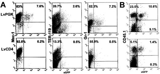 Fig. 4. Bone marrow analysis of reconstituted RAG-2 KO mice. / (A) eGFP expression on high-scatter large cells in the bone marrow of RAG-2 KO reconstituted animals with LvPGK (upper panels) and LvCD4 vectors (lower panels). Mac-1+, TER-119+, and Gr-1+ cells were labeled with rat antimouse antibodies followed by goat antirat PE-labeled antibody. (B) CD45.1 and eGFP expression on low-scatter small cells in the bone marrow of the same animals.
