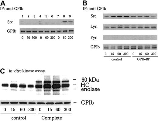 Fig. 1. Physical association of Src, Lyn, and tyrosine kinase activity with GPIb on VWF-botrocetin stimulation. / (A) After stimulation with 6 μg/mL botrocetin plus 10 μg/mL VWF for the indicated time periods (seconds), platelets were solubilized with lysis buffer (lanes 1-3) as described in “Materials and methods,” or with lysis buffer including 50 μg/mL calpeptin (lanes 4-6), or with lysis buffer including Complete (lanes 7-9). The lysates were immunoprecipitated with the anti-GPIb MoAb WGA-3. Precipitated proteins were then separated by SDS-PAGE and immunoblotted with anti-Src and anti-GPIb MoAb, respectively. (B) Platelets were preincubated for 10 minutes at 37°C with vehicle solutions (control) or 20 μg/mL jararaca GPIb-BP. After stimulation as described in panel A, the platelets were solubilized with a lysis buffer containing Complete, and subjected to immunoprecipitation with anti-GPIb MoAb. The immunoprecipitates were separated by SDS-PAGE and analyzed by immunoblotting with anti-Src, anti-Lyn, anti-Fyn, and anti-GPIb MoAbs as indicated at the left of each panel. (C) The precipitates with anti-GPIb MoAb were prepared as described in panel B and analyzed in an in vitro kinase assay using enolase as the exogenous substrate. The proteins were separated by 8% SDS-PAGE and quantified with a BAS 2000 phosphorimager. Equivalent precipitation of GPIb was confirmed by immunoblotting and is shown in the lower panel. HC represents the band presumably derived from the IgG heavy chain.