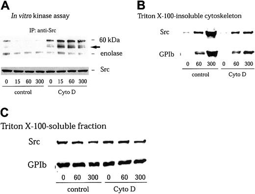 Fig. 2. Cytochalasin D inhibits cytoskeletal translocation of Src and GPIb and increases Src activity in VWF-stimulated platelets. / Platelets were preincubated for 10 minutes at 37°C with 0.25% dimethyl sulfoxide (DMSO) as control or 1 μM cytochalasin D (Cyto D), and stimulated with 6 μg/mL botrocetin plus 10 μg/mL VWF for the indicated time periods (seconds). The platelets were solubilized with lysis buffer containing Complete. (A) The platelet lysates were immunoprecipitated with anti-Src MoAb, and the precipitated proteins were analyzed by an in vitro kinase assay using enolase as the exogenous substrate. The arrow represents the band presumably derived from IgG heavy chain. (B) Triton X–insoluble fractions were harvested by centrifugation at 15 000g for 5 minutes. The pellets were solubilized with Laemmli buffer. Cytoskeletal proteins were analyzed by immunoblotting with anti-Src and anti-GPIb MoAbs. (C) Supernatant after removal of the Triton X–insoluble fraction (Triton X-100-soluble fraction) was mixed with Laemmli sample buffer. Fractions were separated by SDS-PAGE and analyzed by immunoblotting with anti-Src and anti-GPIb MoAbs.