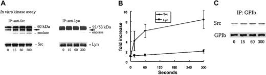 Fig. 3. A1 domain of VWF interaction with GPIb selectively activates Src and stimulates Src association with GPIb. / (A) After stimulation with 6 μg/mL botrocetin plus 20 μg/mL A1 domain of VWF for the indicated time periods (seconds), platelets were solubilized with lysis buffer containing Complete. The lysates were divided into 2 equal volumes, which were subjected to either immunoprecipitation with anti-Src or anti-Lyn MoAbs, respectively. In vitro kinase assays were performed using enolase as exogenous substrate. The proteins were separated by 8% SDS-PAGE and quantified with a BAS 2000 phosphorimager. Equivalent precipitation of Src or Lyn was confirmed by immunoblotting as shown in the lower panel. The arrows represent the bands presumably derived from IgG heavy chain. (B) The level of enolase phosphorylation in anti-Src (♦) and anti-Lyn (▪) immunoprecipitates shown in panel A was quantified by densitometry, and represented as a fold-increase over the control (0 seconds). The data are expressed as mean ± SEM of 3 separate experiments. (C) The samples were prepared as described in panel A and the subsequent lysates immunoprecipitated with anti-GPIb MoAb. The immunoprecipitates were separated by SDS-PAGE and analyzed by immunoblotting with anti-Src and anti-GPIb MoAbs, respectively.