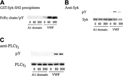 Fig. 4. A1 domain of VWF interaction with GPIb does not induce tyrosine phosphorylation of FcRγ chain, Syk, and PLCγ2. / In the presence of 6 μg/mL botrocetin, platelets were stimulated with either 20 μg/mL A1 domain of VWF or 10 μg/mL VWF for the indicated time periods (seconds), respectively. The platelets were processed for precipitation with GST-Syk-SH2 (A), or for immunoprecipitation with anti-Syk (B) and anti-PLCγ2 (C) antibodies. Precipitated proteins were separated by SDS-PAGE and analyzed with an antiphosphotyrosine MoAb (pY; A, B-C upper panels). The membranes were then stripped and reprobed for Syk and PLCγ2 using the corresponding antibodies (B-C, lower panels).