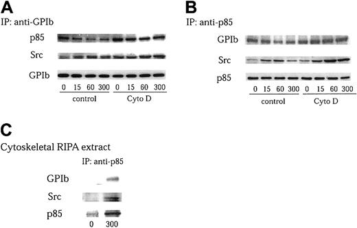 Fig. 5. VWF-stimulated complex formation between Src, PI 3–kinase, and GPIb is upstream of actin polymerization. / (A-B) Platelets were preincubated for 10 minutes at 37°C with 0.25% DMSO as control or 1 μM cytochalasin D (Cyto D), and stimulated with 6 μg/mL botrocetin plus 10 μg/mL VWF for the indicated time periods (seconds). The platelet lysates were immunoprecipitated with anti-GPIb (A) and anti-p85 (B) antibodies, respectively. The precipitated proteins were analyzed by anti-Src, anti-p85, and anti-GPIb immunoblotting. (C) Platelets without pretreatment with cytochalasin D were stimulated for 5 minutes and lysed. The lysates were then fractionated as described in Figure 3B. The Triton-insoluble fractions were further lysed in RIPA buffer, and the RIPA extracts were subjected to immunoprecipitation with anti-p85 antibody. The precipitated proteins were analyzed by anti-Src, anti-p85, and anti-GPIb immunoblotting.