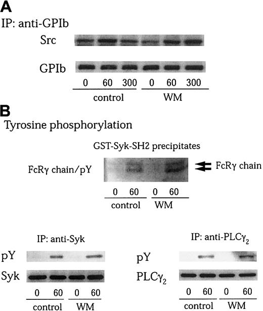 Fig. 6. Wortmannin does not inhibit GPIb-stimulated Src association with GPIb, tyrosine phosphorylation of FcRγ chain, Syk, or PLCγ2. / (A-B) Platelets were preincubated with vehicle solution as the control or 100 nM wortmannin (WM) at 37°C for 10 minutes, and then activated with 6 μg/mL botrocetin plus 10 μg/mL VWF for the indicated time periods (seconds). GPIb was immunoprecipitated from lysates and analyzed by immunoblotting with anti-Src and anti-GPIb MoAbs (A). The cell lysates were precipitated with GST-Syk-SH2, anti-Syk, or anti-PLCγ2 antibodies, respectively. The precipitated proteins were resolved on SDS-PAGE. The membranes were immunoblotted for phosphotyrosine using 4G10 plus PY20 (B; pY). Then the membranes were stripped and reprobed for Syk and PLCγ2 using corresponding antibodies (B, lower panels).