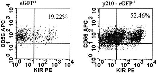 Fig. 8. p210+ primary NK cells acquire KIR. / CD56+bright/CD3− NK cells were prestimulated with IL-2 alone and transduced with p210-eGFP+ and eGFP+ (control). CD56+/eGFP+ NK cells were sorted and expanded for 3 weeks, then NK cells were analyzed for expression of at least one KIR, using a cocktail of KIR antibodies against CD158a, CD158b/j, and CD158e. The fold increase in KIR-expressing NK cells was similar from another donor (data not shown).
