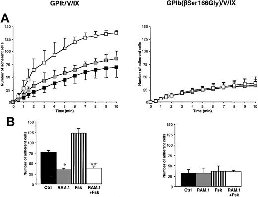 Fig. 7. Effect of forskolin on adhesion of K562-GPIb/V/IX cells to VWF under flow, sensitivity to RAM.1 treatment. / Adhesion of K562-GPIb/V/IX and K562-GPIb(βSer166Gly)/V/IX cells to microcapillaries coated with bovine VWF was followed for 10 minutes at a shear rate of 150 s-1. Adherent cells were counted off-line at the indicated times. (A) Cells were left untreated (■) or incubated for one hour at 37°C with 10 μM () or 50 μM (□) forskolin (Fsk). (B) Cells incubated or not with 50 μM forskolin were further incubated for 10 minutes with 10 μg/mL RAM.1 or control rat IgG1 and perfused through bovine VWF-coated capillaries. Results are expressed as the mean ± SEM of 3 separate experiments; * P < .05, **P < .01. Treatment with forskolin significantly increased adhesion of cells transfected with the wild-type complex (P < .05), but had no effect on the adhesion of GPIb(βSer166Gly) mutant cells. In K562-GPIb/V/IX cells, RAM.1 treatment abolished the effect of forskolin.