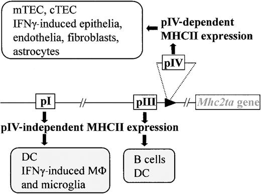 Fig. 1. Selective loss of MHCII expression in pIV−/− mice. / Mice with a targeted deletion of CIITA pIV lack IFNγ-induced MHCII expression on nonhematopoietic cells and constitutive MHCII expression on cortical thymic epithelial cells (cTECs) and mTECs. Professional APCs retain IFNγ-induced CIITA expression via pI (microglia, macrophages) and constitutive expression via pI (DCs) and pIII (B cells, DCs).