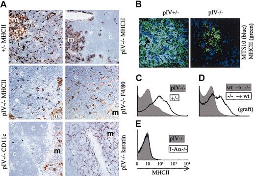 Fig. 3. pIV−/− mice lack MHCII expression on thymic epithelial cells, and passive transfer of MHCII molecules to T cells is abrogated. / (A) Thymic sections were stained (brown) for MHCII, F4/80, CD11c, and epithelial cells (keratin). The counterstain is methylene blue. The strong reduction in MHCII expression in pIV−/− thymuses is restricted to the cortex (compare upper 2 panels). In pIV−/− thymuses, the residual patchy MHCII expression in the cortex overlaps with F4/80+ thymic macrophages (compare middle 2 panels). CD11c-positive DCs are restricted to the medulla (bottom left panel). The keratin stain indicates a normal architecture of the stroma in both the cortex and the medulla (bottom right panel). m indicates medulla; c, cortex. Original magnification, × 200 for all images in panels A and B. (B) Immunohistology of thymic medullary areas. MTS10+ and MHCII+ medullary cells appear blue and green, respectively. Double-positive cells appear cyan in the thymic medulla from the pIV+/− control. No costaining is observed in the pIV−/− medulla. (C-E) Passive transfer of MHCII molecules to thymocytes does not occur in pIV−/− mice. (C) MHCII expression was analyzed by FACS on double-positive CD4+CD8+ thymocytes from pIV−/−(gray profile) and pIV+/− mice (open profile). (D) Double-positive CD4+CD8+ thymocytes derived from pIV−/− bone marrow progenitors acquire MHCII molecules by passive transfer if they develop in the thymus of an irradiated wild-type recipient (open profile). On the other hand, wild-type thymocytes developing in a pIV−/− recipient do not acquire MHCII molecules (gray profile). pIV−/− donor cells (open profile) were identified by gating on Ly5.2+ cells. Wild-type donor cells (gray profile) were selected within the Ly5.1+ gate. (E) MHCII expression on double-positive CD4+CD8+ thymocytes is compared between pIV−/− mice (gray profile) and I-Aα−/−mice (open profile).