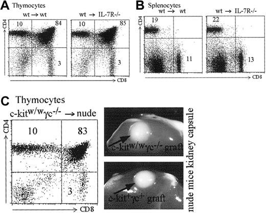 Fig. 8. IL-7 and common gamma chain–associated signals are dispensable for MHCII expression by cTECs. / (A-B) Bone marrow chimeras were generated with wild-type bone marrow and either wild-type or IL-7R–deficient recipients. (A) Reconstituted thymuses from wild-type or IL-7R–deficient recipients contain the same absolute numbers of thymocytes (4.5 × 107 cells in both thymuses). Thymic subpopulations are strictly identical (compare left and right panels). (B) Total cell counts were identical in the spleens of the wild-type and IL-7R–deficient recipients (5.4 × 107 and 5.5 × 107 cells, respectively). Left and right panels show identical proportions of CD4+ and CD8+ T cells in the 2 spleens. (C) A c-kit, γc-deficient thymus transplanted under the kidney capsule of a nude mouse generates CD4+, CD8+, and CD4+CD8+ thymocytes in normal proportions. Photographs show the similar size of wild-type and c-kit, γc-deficient thymuses transplanted into the nude hosts.