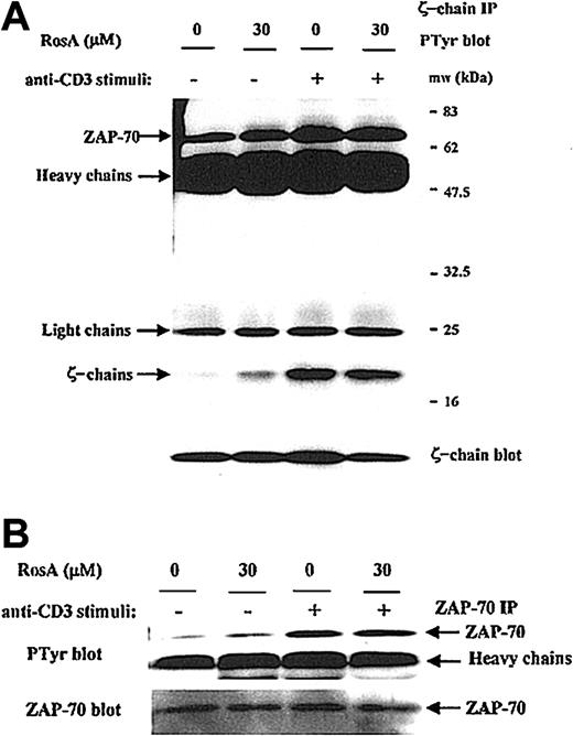 Fig. 5. RosA does not interfere with the TCR-induced tyrosine phosphorylation of the TCR ζ-chain and ζ-chain–associated ZAP-70. / (A) The effect of RosA on phosphorylation status of ζ-chain and ζ-chain–associated ZAP-70. Jurkat cells were preincubated with or without RosA (30 μM) for 4 hours and stimulated for 3 minutes. Jurkat cells (5 × 107) were then lysed, immunoprecipitated with anti-TCR ζ-chain mAb (5 μg/mL), and separated by 12% SDS-PAGE. The tyrosine phosphorylation status of the ζ-chain and ζ-chain–associated ZAP-70 was verified by Western blot using antiphosphotyrosine mAb (top panel). The same membrane was reprobed with anti-TCR ζ-chain mAb (1 μg/mL) (bottom panel) to confirm the equal immunoprecipitation of the ζ-chain. (B) The effect of RosA on the tyrosine phosphorylation of ZAP-70. ZAP-70 was immunoprecipitated using anti–ZAP-70 mAb (5 μg/mL) and probed with antiphosphotyrosine mAb (top panel). The same blot was stripped and reprobed with anti–ZAP-70 mAb (bottom panel) (1 μg/mL). Results represent one of 3 independent experiments.