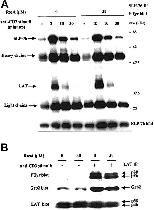 Fig. 6. TCR-induced tyrosine phosphorylation of SLP-76 and LAT, and the association of LAT with SLP76 and Grb2 are not inhibited by RosA treatment. / Jurkat cells were preincubated with 30 μM RosA for 4 hours and stimulated for the indicated periods of time (A) or 2 minutes (B). Cells were then lysed, precleared with rabbit serum agarose, and immunoprecipitated with rabbit polyclonal anti–SLP-76 (5 μg/mL) (A) or rabbit polyclonal anti-LAT antibodies (5 μg/mL) (B), respectively. The immunoprecipitates were resolved by SDS-PAGE and immunoblotted with antiphosphotyrosine mAb (0.5 μg/mL) (top panels) or specific antibodies (0.5 μg/mL) (middle and bottom panels) as indicated. Representative data from more than 3 independent experiments are shown.