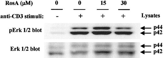 Fig. 7. RosA does not suppress the TCR-induced tyrosine/threonine phosphorylation of Erk. / Jurkat cells were preincubated with the indicated concentrations of RosA for 4 hours and kept unstimulated or stimulated for 2 minutes as indicated in “Materials and methods.” Cells approximately of 2 × 106 were lysed in lysis buffer and resolved by 12% SDS-PAGE. The blot was probed with antiphospho-Erk1/2 mAb or rabbit polyclonal anti-ERK1/2 antibody. Erk1/2 of p44 and p42 are indicated by arrows. Results are representative of 2 separate experiments.