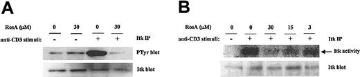 Fig. 8. RosA inhibits the TCR-induced tyrosine phosphorylation and subsequent activation of Itk. / (A) RosA inhibits TCR-induced tyrosine phosphorylation of Itk. Jurkat cells were preincubated with the indicated concentrations of RosA for 4 hours and stimulated for 3 minutes as described in “Materials and methods.” Supernatants of TCR-stimulated Jurkat cell lysates (5 × 107) were precleared with mouse serum agarose and immunoprecipitated with anti-Itk mAb (5 μg/mL). Immunoprecipitates were resolved by 12% SDS-PAGE, and the blot was subsequently probed with antiphosphotyrosine mAb (0.5 μg/mL) or rabbit polyclonal anti-Itk antibody (1 μg/mL). Representative data from more than 2 similar experiments are shown. (B) RosA inhibits TCR-induced activation of Itk kinase activity. Jurkat cells were left unstimulated or stimulated with OKT3 cross-linking and then lysed. Total cell lysates were precipitated with anti-Itk mAb. Itk immunoprecipitates were divided into 2 parts, one for in vitro kinase assay (top panel) and the other for Western blotting (bottom panel). Itk kinase assay was performed as described in “Materials and methods.” Equivalent immunoprecipitation of Itk (bottom panel) was confirmed by Western blotting. Data are representative of 2 independent experiments.
