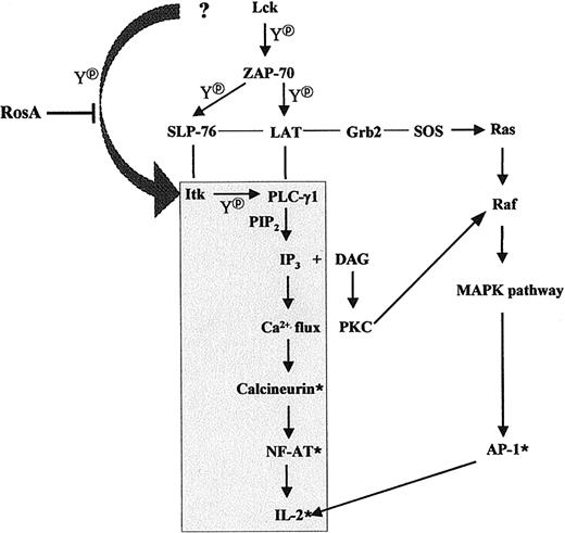 Fig. 10. Schematic diagram of the TCR-signaling pathway suppressed by RosA treatment. / The shaded area indicates the route of the TCR-signaling pathway that is affected by RosA treatment. Thin lines indicate protein-protein interactions and arrows indicate the directions of signaling. *Denotes the activated status and Ydenotes tyrosine phosphorylation. The figure schematically depicts 2 pathways, which are RosA susceptible, namely, the Ca2+-dependent pathway and the RosA-resistant, Ca2+-independent pathway.