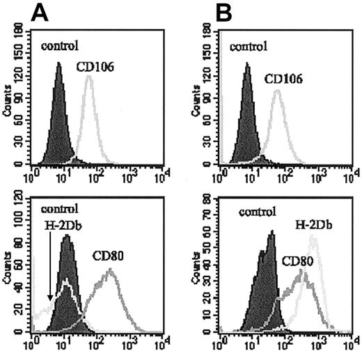 Fig. 2. Immunophenotype of BM MSCs. / MSCs were analyzed for the expression of CD106, CD80, and MHC class I molecules in standard conditions (A) or after 48 hours of culture with 100 U/mL IFN- γ (B).