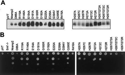 Fig. 2. Nramp2 protein expression in. / smf1/smf2 mutant yeast and functional complementation of growth at alkaline pH. (A) Crude membrane fractions fromsmf1/smf2 yeast cells (pVT) expressing either wild-type (Nramp2) or individual mutant variants of Nramp2 (indicated on top) were separated by SDS-polyacrylamide gel electrophoresis. Immunoblotting was performed using an affinity-purified rabbit antimouse polyclonal anti-Nramp2 antibody. Apparent electrophoretic mobility of the immunoreactive species is consistent with a molecular mass of 60 to 65 kDa. (B) Functional complementation of the growth defect of the smf1/smf2 mutant was tested on solid YPD agar adjusted at alkaline pH (pH 7.9). Serial 10-fold dilutions of cultures corresponding to individual Nramp2 mutants (identified) were spotted (from top to bottom) on YPD agar plates (pH 7.9), followed by incubation for 48 hours at 30°C and photography.