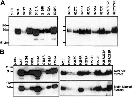 Fig. 4. Expression of Nramp2 variants in stably transfected CHO cells. / (Left panels) Mutants at conserved charged residues in TM domains; (right panels) multiple mutants at the conserved histidines in TM6. Crude membrane fractions (A) or total cell lysates (B) were prepared from various transfected cell clones (identified) and separated by SDS-polyacrylamide gel electrophoresis. Immunoblotting was performed using a mouse monoclonal anti-cMyc antibody directed against a corresponding epitope tag inserted in-frame in the Nramp2constructs. Controls include cells transfected with the plasmid alone (pCB6) and cells expressing low (N2GG) or high amounts (N2.3) of wild-type Nramp2.13 Molecular mass markers are identified in kilodaltons to the left of the immunoblots. (B) Prior to electrophoresis, intact cells were labeled with biotin and disrupted with lysis buffer (upper panels). Labeled cell surface proteins were then isolated with strepavidin beads (lower panels).