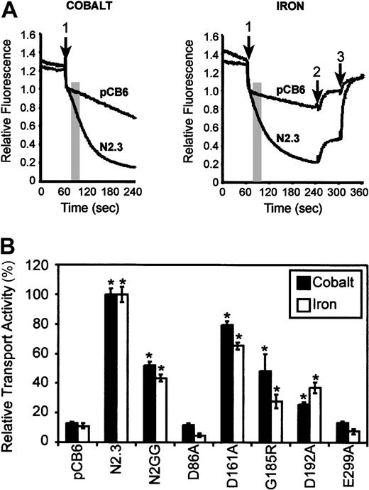 Fig. 5. Relative Fe2+ and Co2+ transport activity of Nramp2 mutations affecting conserved charged residues in TM domains. / (A) Control CHO cells (pCB6) as well as CHO transfectants expressing wild-type Nramp2 (N2.3) were loaded with the metal-sensitive fluorescent dye calcein (introduced as 0.250 μM calcein-am) during 10 minutes at 37°C. Cells were washed, resuspended in 500 μL transport buffer (pH 6.0), and fluorescence recorded with an LS-50B fluorescence spectrometer. When fluorescence stabilized, divalent metals (20 μM final concentration of Fe2+ or Co2+) were added to the cell suspension (arrow 1), and fluorescence was continuously monitored for an additional 3 minutes. For iron transport studies (right panel), the membrane-impermeable iron chelator HES-DFO (200 μM) was added at 4 minutes (arrow 2) to reveal cell-associated extracellular Fe-calcein complexes. At 5 minutes, the membrane-permeant iron chelator SIH (250 μM) was added (arrow 3) and revealed intracellular Fe-calcein complexes (see “Materials and methods”). The transport activity of Nramp2 was measured as an initial rate (slope) during the early portion of the calcein-quenching curve and is shown as a shaded area (slope interval). (B) Relative transport activities of wild-type (N2.3, N2GG) and mutant Nramp2 variants (identified) were calculated from the initial slope of calcein-quenching curves as shown in panel A and are expressed as a relative transport activity with transport in the positive control N2.3 set at 100%. Error bars represent standard errors on the means of 3 or more independent experiments. *Transport activities significantly different (ie, more than 2 standard deviations) from those detected in the negative control, vector-transfected (pCB6) cells.