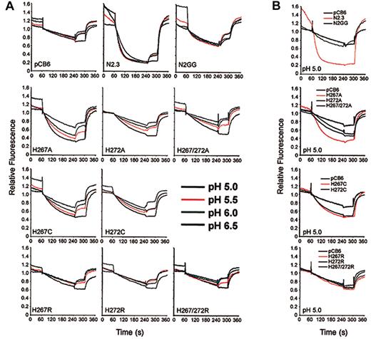 Fig. 7. Effect of pH on transport activity of Nramp2 mutants at conserved histidine residues in TM6. / (A) Fe2+ transport in the various negative (pCB6) and positive controls (N2.3, N2GG) as well as in CHO clones expressingNramp2 mutants at the plasma membrane (His267Ala, His272Ala, His267/272Ala, His267Cys, His272Cys, His267Arg, His272Arg, His267/272Arg) was studied by the calcein-quenching assay as described in the legend to Figure 5A, with the following modifications. After loading with calcein-am at pH 7.4, cells were washed and resuspended in transport buffer at different pH (indicated). Fluorescence was allowed to stabilize for 1 minute, followed by addition of 20 μM Fe2+. (B) Summary of transport results obtained for the histidine mutants at pH 5.0.