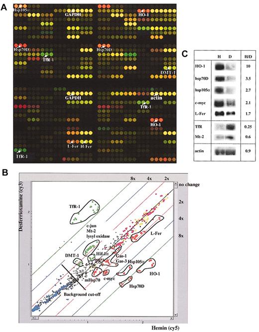 Fig. 1. Gene-expression profiles from iron-manipulated HeLa cells. / HeLa cells were treated with 100 μM hemin (H) or with 100 μM desferrioxamine (D) for 8 hours, and total RNA was purified from the cells. Fluorescent probes synthesized from total RNA derived from hemin-treated cells were labeled with Cy5-modified deoxyuridine 5-triphosphates (dUTPs), and those synthesized from total RNA derived from desferrioxamine-treated cells were labeled with Cy3-modified dUTPs; all were analyzed on the IronChip. (A) Virtual IronChip. Colors correspond to the calculated compensated ratios. Red spots represent genes with increased mRNA levels in hemin-treated cells. Green spots represent genes with increased mRNA levels in desferrioxamine-treated cells. Yellow spots represent genes that are equally expressed in both conditions tested. Selected genes are annotated. (B) Scatter plot analysis. Signals corresponding to the desferrioxamine-treated sample are represented on the y-axis. Signals corresponding to the hemin-treated sample are represented on the x-axis. In the experiment shown here, a gene is considered to be differentially expressed if the H/D ratio is calculated above 1.4 or below 0.7. Genes with a calculated H/D ratio above 1.4 (1.4-fold) are shown in red. Genes with a calculated H/D ratio below 0.7 (−1.4-fold) are represented in green. Housekeeping genes, like GAPDH and actin, are represented in yellow, and negative controls are shown in blue. Positive spike-in controls53 that have been added in equal amounts to the total RNA of hemin- and desferrioxamine-treated cells and thus by definition should not appear regulated are shown in pink. (C) Northern blot analysis of selected mRNAs. The ratios of signals obtained in H- and D-treated cells (as quantified on a Fluoroimager) are indicated.