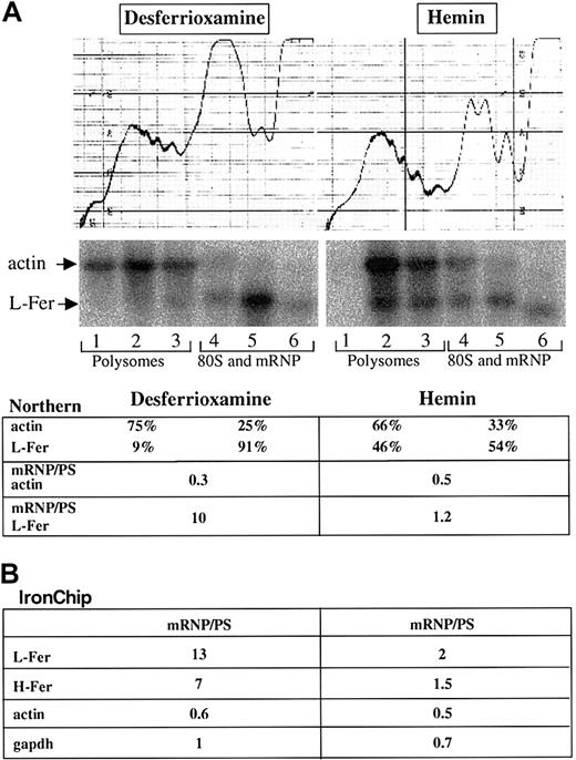 Fig. 4. Microarray assessment of iron-mediated translational control. / Cytoplasmic extracts from hemin- and desferrioxamine-treated HeLa cells were sedimented through a 10%-40% sucrose gradient (see “Materials and methods”). The profile on the top denotes the A254 absorption profile. The positions of polysomes, monosomes (80S), and mRNPs are indicated. (A) Northern blot analysis was performed with total RNA extracted from the 6 individual fractions obtained from the sucrose gradient. The Northern blot was sequentially probed with radiolabeled probes for actin and L-ferritin. The signals obtained from the individual fractions were quantified on Fluoroimager (Molecular Dynamics) and the signals in the polysomes and the 80S and mRNP fractions were calculated as a percentage of the sum of signals in all lanes. The ratio of the 80S and mRNP fractions to the polysomal fractions (PS) is indicated. (B) The 3 fractions containing polysomal (PS) and the 3 fractions containing the monosomal and mRNP-derived RNA were pooled for each condition and analyzed on the IronChip. The regulatory ratio between mRNP and polysomal fractions is indicated for L-ferritin (L-fer), H-ferritin (H-fer), actin, and GAPDH.