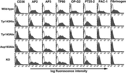 Fig. 3. Effects of Tyr143HisαIIb, Tyr143AlaαIIb, Asp163AlaαIIb, or KO mutant on the expression and ligand-binding function of αIIbβ3 on 293 cells. / Wild-type αIIb or each mutant αIIb cDNA was transiently cotransfected with wild-type β3 cDNA into 293 cells. CD36 expression vector was cotransfected with αIIband β3 constructs, and CD36 expression was measured by FITC–anti-CD36 mAb to monitor transfection efficiency. The binding of FITC-AP2, FITC-AP3, FITC-TP80, OP-G2, and PT25-2 was analyzed by flow cytometry 2 days after transfection (filled histograms). FITC-MOPC21 was used as a negative control (open histograms). For OP-G2 or PT25-2 binding, bound antibodies were detected by FITC-conjugated goat F(ab′)2 antimouse IgG. For PAC-1 or fibrinogen binding, washed platelets were preincubated with 10 μg/mL PT25-2 (activating αIIbβ3-specific mAb) for 30 minutes, and then 10 μg/mL FITC-labeled PAC-1 or 150 μg/mL FITC-labeled fibrinogen was added. Closed and open histograms represent PAC-1 or fibrinogen binding in the absence and presence of 10 μM FK633 (αIIbβ3-specific antagonist), respectively. Results are representative of 3 separate experiments.