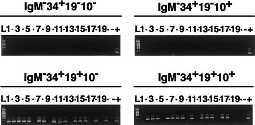 Fig. 3. Pax5 expression in circulating CD34+sIg−subsets correlates with CD19 but not with CD10 surface expression. / Surface IgM−CD34+CD19−CD10−, IgM−CD34+CD19−CD10+, IgM−CD34+CD19+CD10−, and IgM−CD34+CD19+ CD10+sorted single cells were analyzed for mRNA expression ofPax5 after multiplex RT-PCR. For simplicity, the results for GAPDH, VpreB, TdT, RAG-1, and CD79a genes, covered in Figure 2 and Table 1, are not included. In each of the 4 IgM−CD34+ subsets, 19 of 20 (95%) tracks showed a neat GAPDH+ amplification. RT-PCR tubes receiving one FACS droplet were labeled numbers 1 to 20. Similarly processed positive controls (+) corresponded to individual Nalm-6 pre-B leukemia single cells, whereas all reagents without cells were added in the negative controls (−). Results are representative of 5 similar experiments that analyzed the 4 CB populations from independent donors. Approximately 80% of the cells showed neat Pax5 mRNA amplifications in the IgM−CD34+CD19+CD10+/−subset, but less than 5% (less than 1 of 19) cells in the CD34+CD19−CD10+/− subsets bore Pax-5 mRNA. RT-PCR fidelity was ascertained by sequencing of the cDNA in the excised bands and by molecular weight estimation. L indicates ladder.