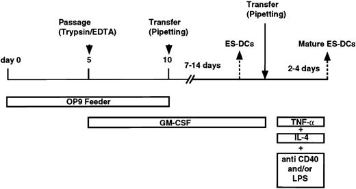 Fig. 1. Overview of the culture protocol for generation of DCs from ES cells.