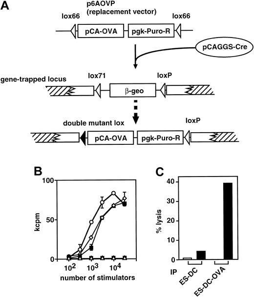 Fig. 8. Generation of ES-DCs expressing OVA antigen and in vivo priming of OVA-specific cytotoxic lymphocytes. / (A) Cre/mutant lox–mediated targeted integration of the expression cassette to a gene-trapped locus is schematically depicted. The expression cassette, the OVA cDNA driven by the chicken β-actin promoter (pCA-OVA) ligated with the puromycinN-acetyltransferase gene driven by the pgk promoter (pgk-Puro-R), was inserted to the gene-trapped site, replacing the β-geo sequence by the effect of Cre recombinase transiently expressed from pCAGGS-Cre. The combination of a lox66 of the replacement vector and a lox71 of a trapped locus resulted in a double-mutant lox, which inhibited further recombination of the replaced allele and increased the frequency of proper recombinant ES cell clones. (B) Stimulation of OVA-specific T-cell hybridoma, RF33.70, with ES-DCs with (○) or without (■) expression of OVA was analyzed. As a control, bone marrow–derived DCs pulsed with 10 μM (⋄) or 1 μM (▪) of OVA257-264 for 4 hours or left unpulsed (▵) are also used as stimulators. Stimulators and hybridomas were cocultured for 24 hours, and IL-2 produced by 2B4 was measured by proliferation of CTLL-20 cells. Results were expressed as mean cpm of triplicate cultures ± standard deviation. (C) ES-DCs with (ES-DC-OVA) or without (ES-DC) expression of OVA protein were injected intraperitoneally on days 0 and 7 into syngenic F1 mice. Splenocytes from the injected mice were harvested on day 14 and cultured in the presence of OVA257-264 (0.1 μM) for 5 days. The resultant cells were assayed for the capacity to lyse EL-4 tumor cells either pulsed with 10 μM OVA peptide (▪) or left unpulsed (■). Results were expressed as mean specific lysis of triplicate assays and the standard deviation of triplicates was less than 2.5%.