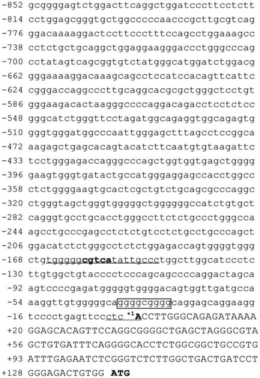 Fig. 1. Genomic sequence of the 5′-untranslated region of the. / Fuc-T VII gene. The number in the left column pertains to the nucleotide location of the first letter in each lane with respect to the +1 site, which corresponds to the principal transcription start site, and the initiator sequence regarding this transcription start site is underlined with a wavy line. Uppercase letters indicate exon sequences, and lowercase letters indicate untranscribed sequences. The ATG codon is in boldface. The CRE-like element is also underlined (half-palindromic CRE motif is in boldface). Another putativecis-acting motif, Sp1, just 5′ to Ets-like site (GGAA), is represented by a closed box.