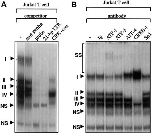 Fig. 4. Binding of transcription factors of the CREB/ATF family to the CRE-like sequence in the Fuc-T VII promoter. / Electrophoretic mobility shift assays were conducted with Jurkat T cell nuclear extracts, as described in “Materials and methods.” (A) A 27-bp oligonucleotide containing the CRE-like sequence was used as a probe in the absence and presence of competitor oligonucleotides. Complexes were resolved on a 4% nondenaturing gel. Sequence-specific binding species obtained were competed with a 20- to 50-fold molar excess of the cold competitor oligonucleotide. DNA–protein complexes are numbered. (B) The probe was incubated with specific antibodies against ATF1, ATF3, ATF4 (CREB-2), or CREB-1. Anti-Sp1 antibody was used as a negative control. Specific DNA–protein complexes are indicated by roman numerals. NS indicates nonspecific complex; SS, supershifted band; and CRE-con, CRE-consensus.