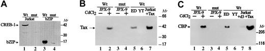 Fig. 5. Demonstration of complex formation of Tax protein and CBP/P300 coactivator in nuclear extract with the Fuc-T VIICRE-like element. / Nuclear extracts were analyzed in DNAP assay. (A) Detection of CREB-1 protein and the bZIP domain peptide in the Fuc-T VIICRE-like element protein complex. Nuclear extracts from Jurkat T cells (lanes 1-2) or the bZIP domain peptide (lanes 3-4) were incubated with the biotinylated wild-type oligonucleotide (lanes 1 and 3) or the mutated one (lanes 2 and 4), blotted with the anti–CREB-1 antibody reacting to the bZIP domain specifically. (B) Detection of Tax protein in the Fuc-T VII CRE-like element–protein complex. JPX-9 cells were treated with CdCl2 (15 ng/mL) for 24 hours to induce Tax protein in vivo (lanes 2 and 4) and without CdCl2 (lanes 1 and 3). Nuclear extracts were incubated with the biotinylated wild-type oligonucleotide (lanes 1-2 and 5-7) or the mutated oligonucleotide (lanes 3 and 4) of the CRE-like element, blotted with the anti-Tax antibody. Nuclear factor–dependent association of exogenous Tax was detected in the presence of histidine-Tax (lane 7). (C) Association of CBP/P300 coactivator in the nuclear protein–complex formation with Tax. Nuclear extracts of Jurkat T cells were incubated with the CRE-like element in the presence of inactive Tax mutant histidine–d3 (lane 7) or histidine–Tax (lane 8). DNA-protein complexes were analyzed by immunoblotting with anti-CBP. Mr indicates kilodaltons of molecular size markers; and ED, ED40515-N.