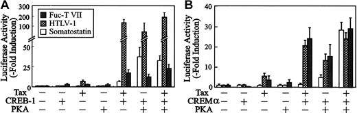 Fig. 6. Activation of the HTLV-1 and the Fuc-T VII promoters by CREB-1 or CREMα. / F9 teratocarcinoma cells were transfected with 4 μg reporter constructs, somatostatin-Luc (■), pU3R-Luc (░), or Fuc-T VII promoter (p(−791) (▪), and 0 to 4 μg pCGTax, together with 0 to 4 μg RSV-CREB (A) or 0 to 4 μg RSV-CREMα (B) and 4 μg RSV-PKA, as indicated. Resultant activities are plotted as fold induction normalized for CAT activity over that in the absence of Tax. Error bars depict the standard deviations from 3 independent experiments.